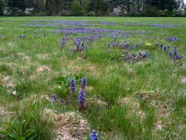古戦場の芝生の青い花。