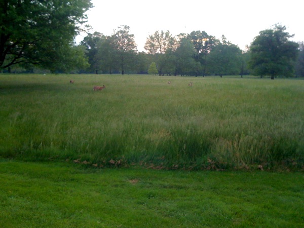 夕方になって研究所の草地に出てきた鹿の群れ。