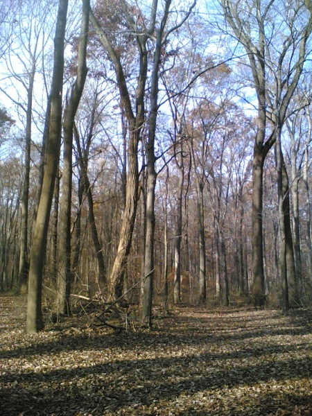 冬の Institute woods. といってもこの日は 20度を越える陽気だったのだが。