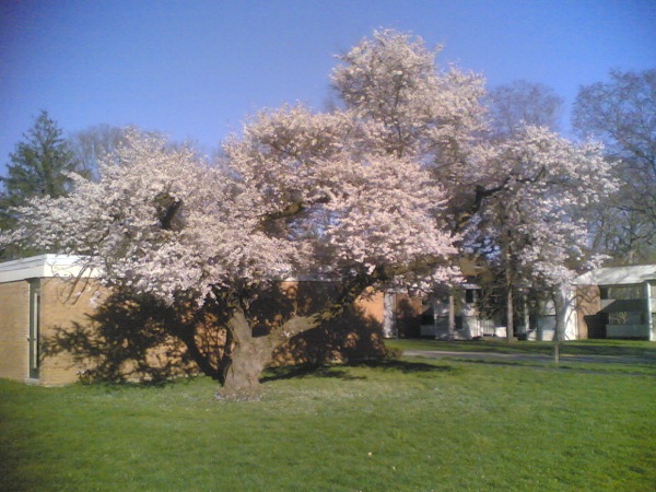 宿舎の庭の桜。