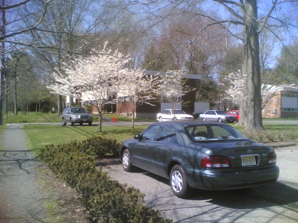 いつも車を止めてある前の木も桜でした。