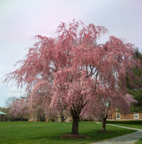 研究所の枝垂れ桜も満開です。