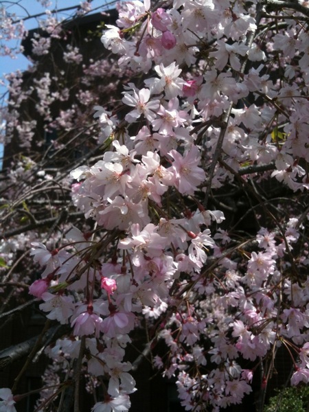 安田講堂前の枝垂れ桜。