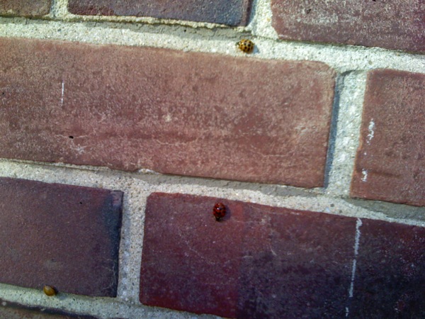 Ladybugs.