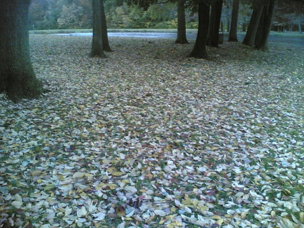 落ち葉が芝生を埋め尽くします