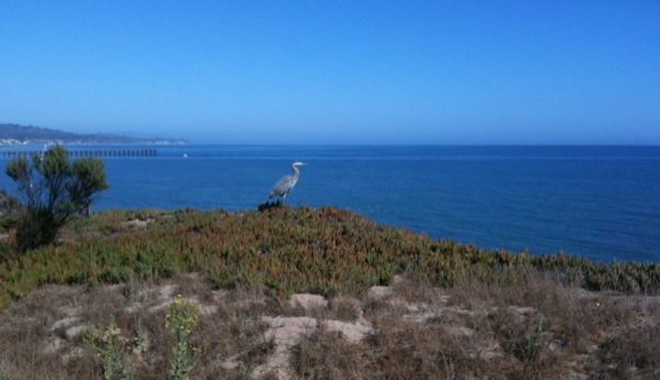 海鳥が水平線を見つめています