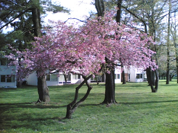 桜は散りましたがこちらは花盛りです。