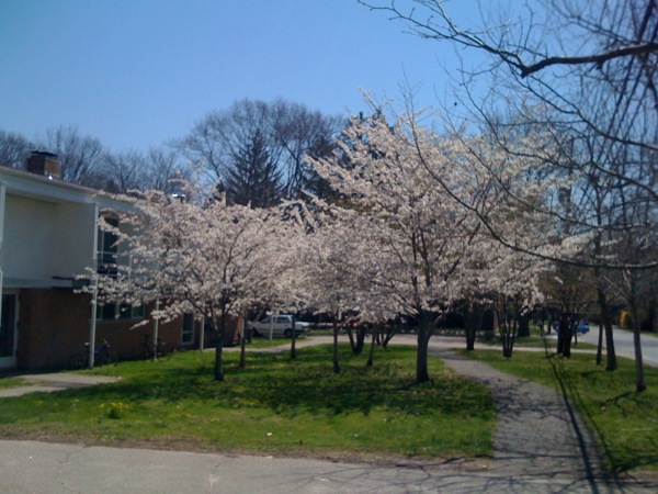 宿舎の前の桜もようやく満開に。