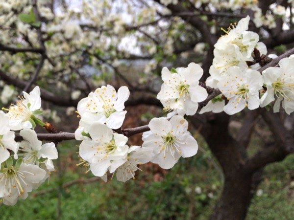 トリエステの桜。