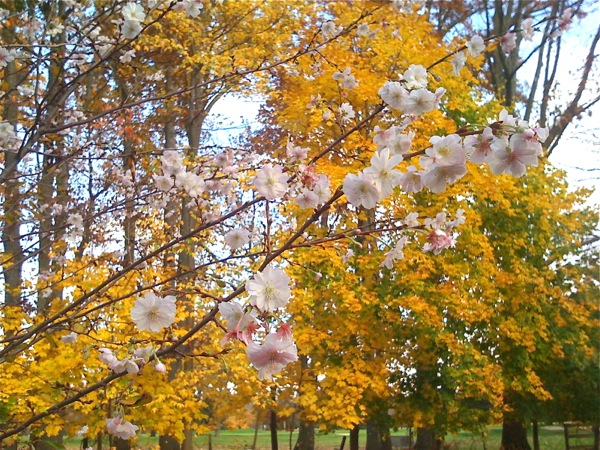 何を勘違いしたのか桜が咲いていました。背景に黄葉を入れたのでうまく撮れてませんが...