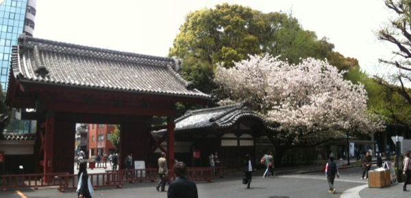 赤門に八重桜。