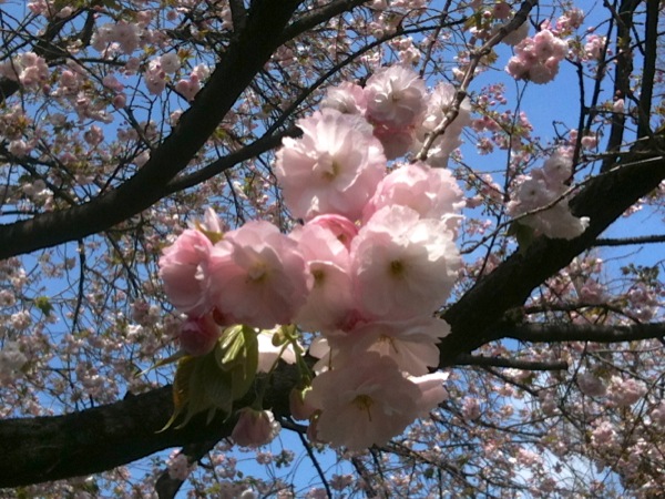 赤門横の八重桜です