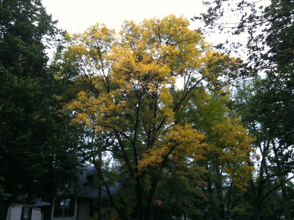 木によるとすっかり黄葉したものもあります。