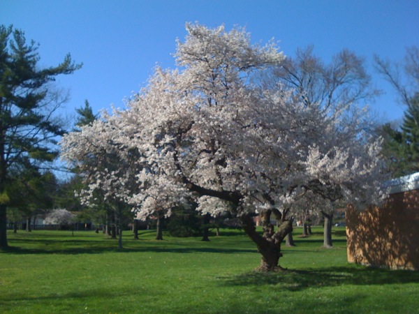 研究所の桜も満開です。