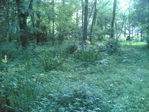 森の湿地に咲く菖蒲。