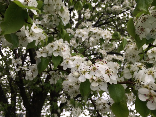梨の大木に花が満開でした。