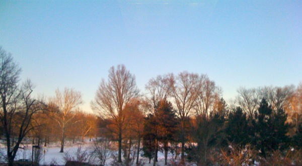 枯木に夕陽があたります。地面には雪。