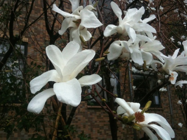 白木蓮も咲きました