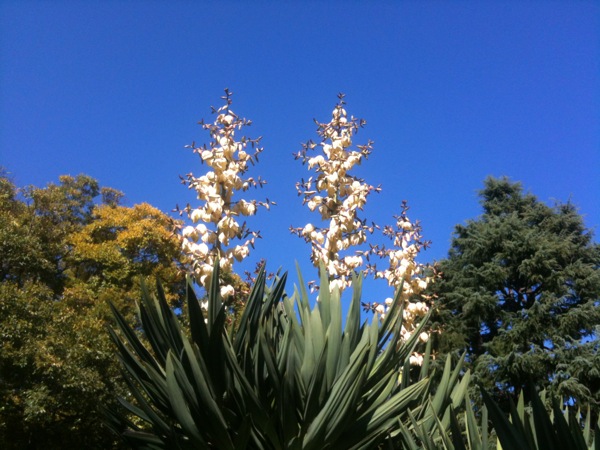 大学の糸蘭 (Yucca filamentosa)。