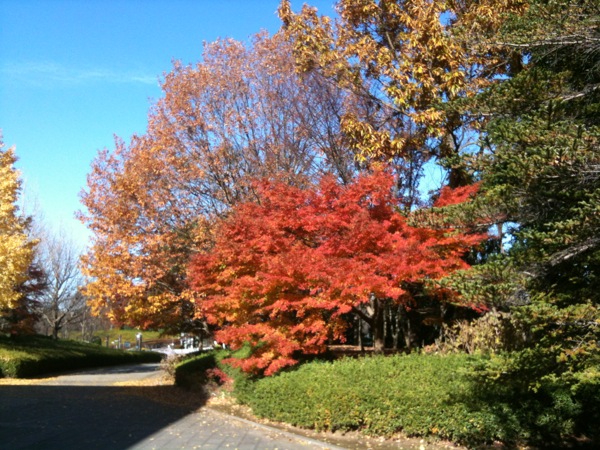 柏の葉公園の紅葉。