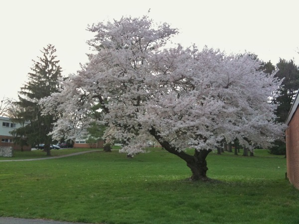 桜も満開です。