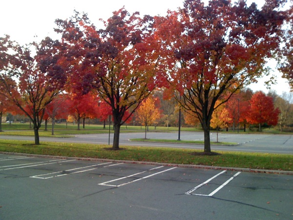 Thanksgiving の日は買い物にはいかないものらしい。がらんとした駐車場にありえない赤さの木々。
