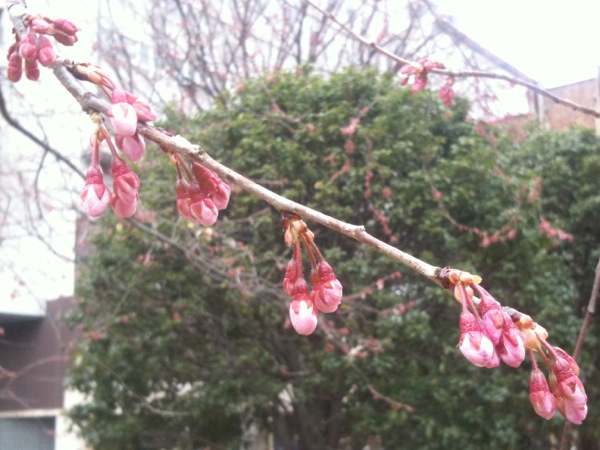 早咲きの桜でしょうか。