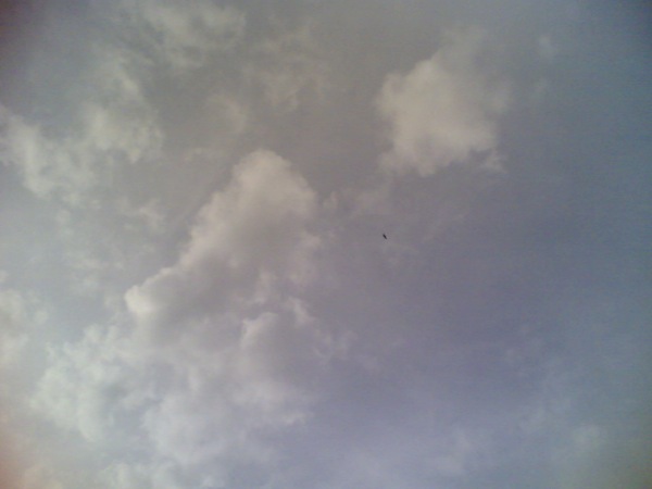猛禽類のどなたかは知りませんが、優雅に空を舞っていました。目には大きく見えても写真には写らないものです。