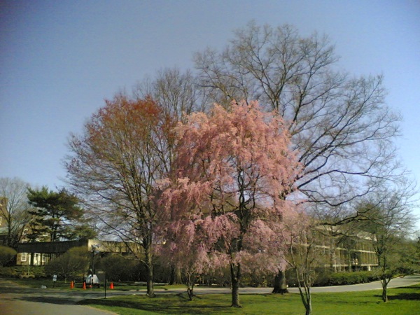 研究所の枝垂れ桜。