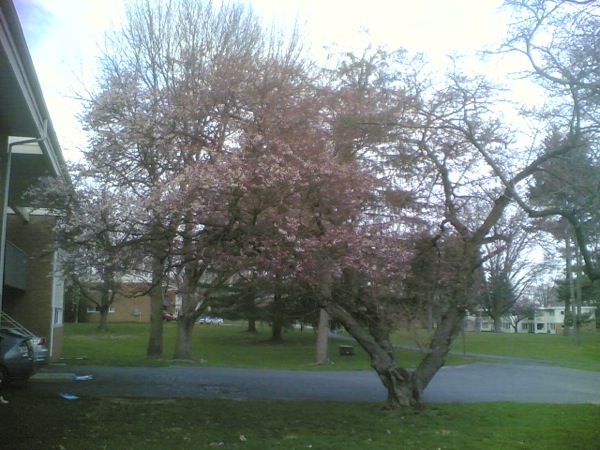 宿舎の庭に桜がありました。