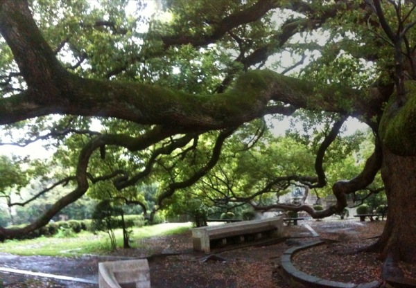 大学の楠の巨木。