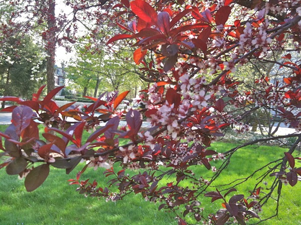 赤い葉の桜の品種がありました。相変わらずピントがあっていません。