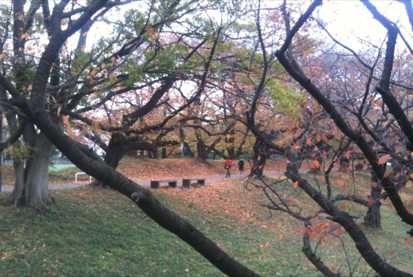 緑の下草に桜の落葉が映えます