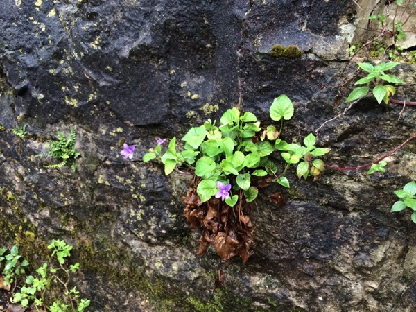 石垣に生えた小さな花。