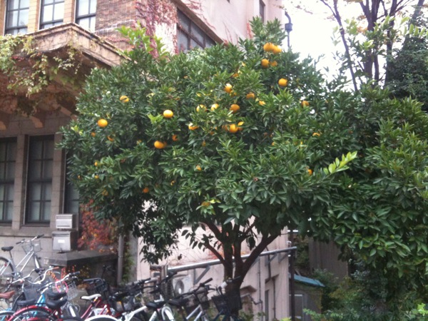 第二食堂脇に柑橘類の木が。