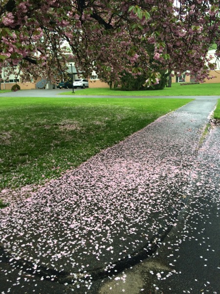 小雨に散る八重桜。