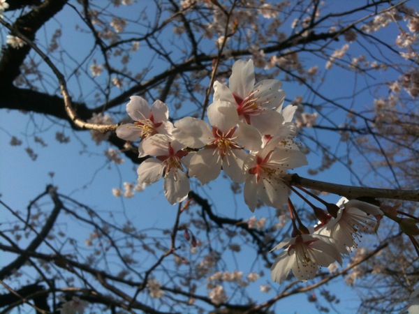 寒桜。