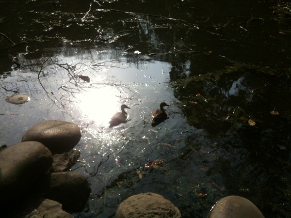 三四郎池の鴨。