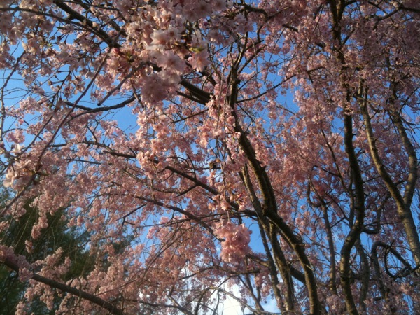 枝垂れ桜を通して空を見上げます