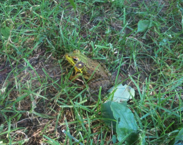 芝生に蛙を発見。