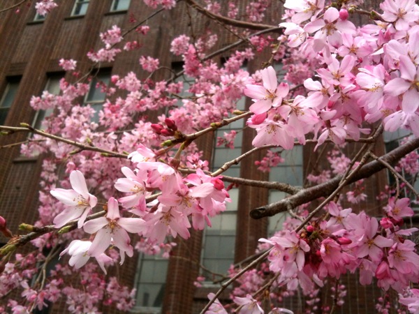 大学の枝垂れ桜は一足お先に。