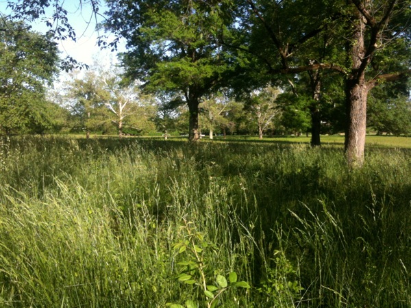 研究所の前の草原。