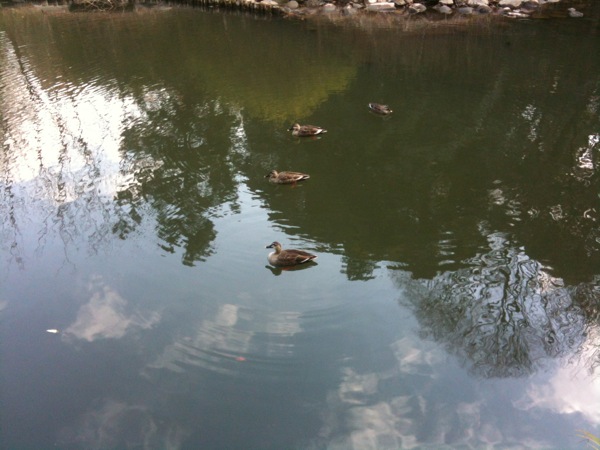 池の鴨。