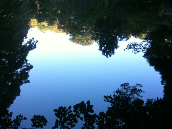 三四郎池の水面に秋晴れを見る