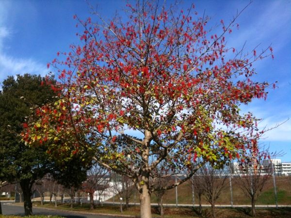 柏の葉公園の飯桐の大木。