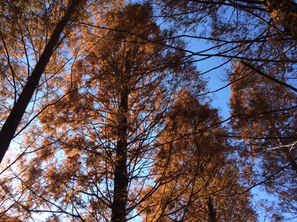 朝日を受ける晩秋の木立。