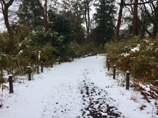 ごんぶくろ池公園も薄く雪化粧。