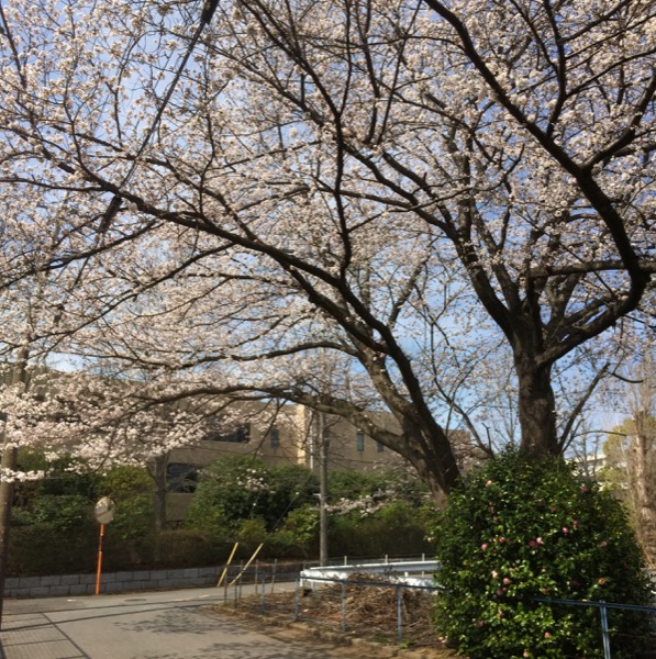 大学近くの桜の大木。