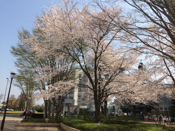 駅前広場の桜。