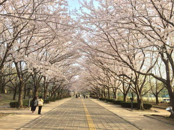 柏の葉公園の桜並木。